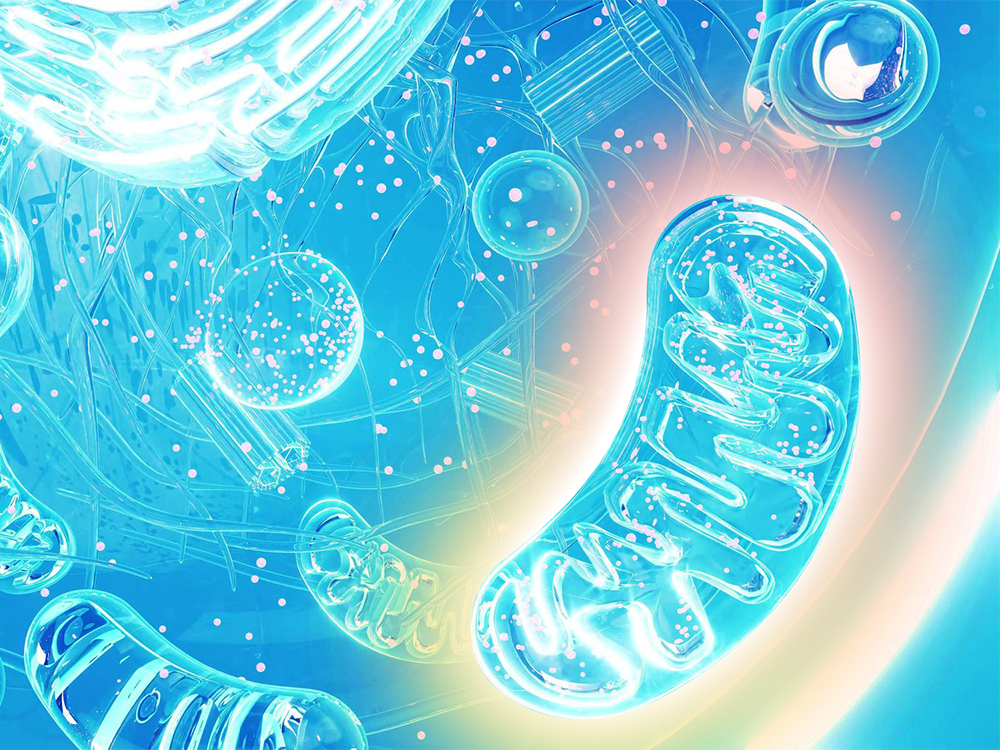 NMN 効果,若返りに効くサプリ, NMN サプリ おすすめ,5-ALA 効果,レスベラトロール, リバースエイジング,更年期 サプリ,疲れが取れない 40代,エイジングケア,Cannaell, カナエル, 叶える